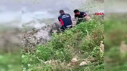 BATAKLIĞA SAPLANAN İNEĞE HALATLI KURTARMA