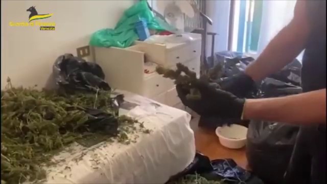 Sequestrata a Venezia una vasta piantagione di marijuana