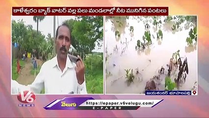 Kaleshwaram Project Backwater Damage Cotton Crops _ Bhupalpally Dist  |  V6 News
