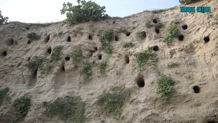 পদ্মার চরে হাজার হাজার গাং শালিকের ঘর  | Gang Shalik Pakhi