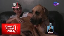 Big dog breeds, ano ang tamang pag-aalaga? | Dapat Alam Mo!