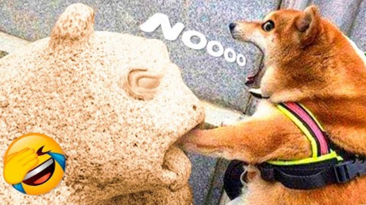 Best Funny Animal Videos 2022  - Funniest And Cute Cats And Dogs Videos