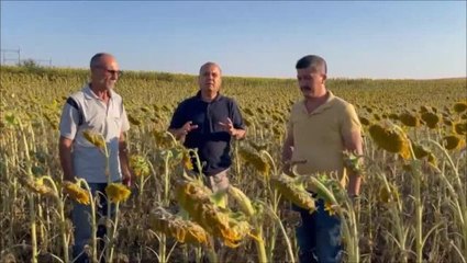İlhami Özcan Aygun'dan 'Tırtıl İstilası'yla İlgili Bakan Kirişci'ye: "İlaçlama Yapan Çiftçilerin Masraflarını Devletin Sübvanse Etmesini Sağlayacak...