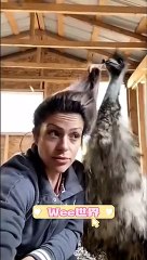 Wee～～ Funny Animals #short #tiktok #funny #animal