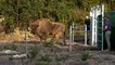 Bison back in Kent wild for first time in 2000 years