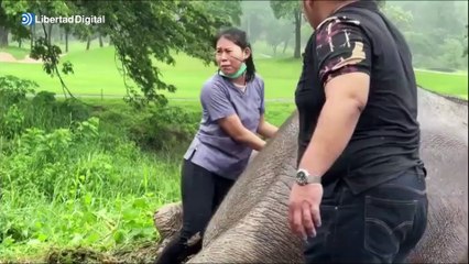 El agónico rescate a una elefanta y a su cría de un agujero en Tailandia