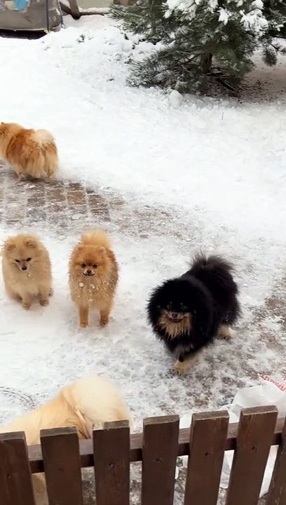 Golden Baby  Dogs/Golden Puppies Dog #Shorts