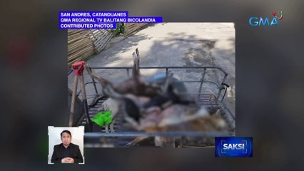 Nasa 20 aso, namatay dahil umano sa pagkalason | Saksi