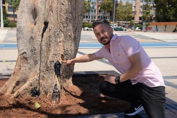 ÖZGECAN ASLAN MEYDANINDAKİ KAUÇUK AĞACI MATKAPLA DELİNİP İÇİNE ASİT ENJEKTE EDİLDİ