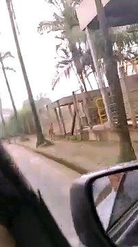 Cervo flagrado correndo nas ruas de Jaraguá do Sul