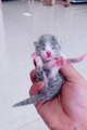 Funny animals moment of the year 2022. Fun  comedy  . Funny cat  funny cat  funny animals moment