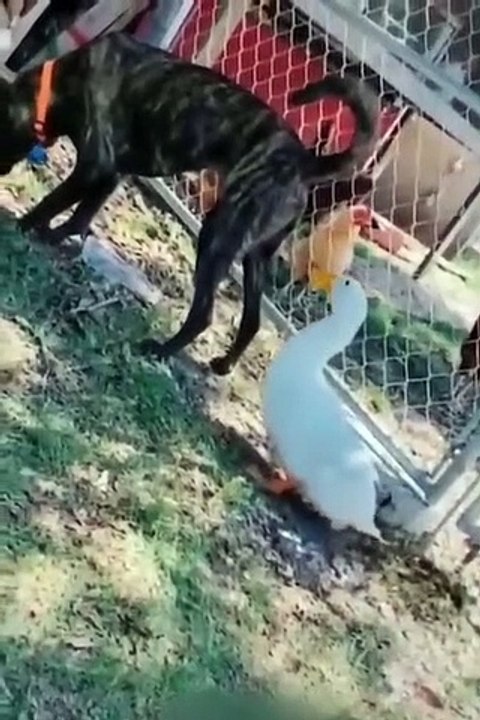 Funny dog and duk funny animals videos moment