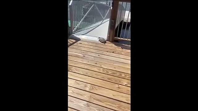 Drôle : quand une tortue fait du toboggan