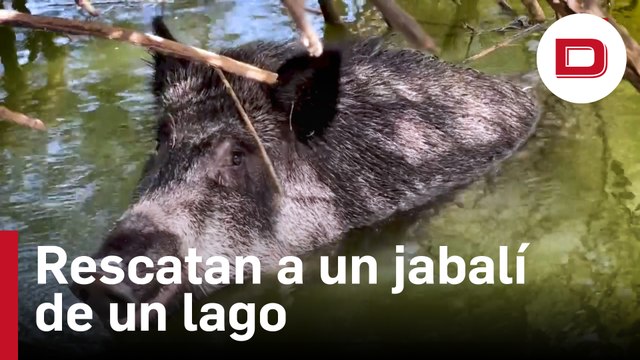 Bomberos y Agentes Forestales rescatan a un jabalí de un lago
