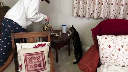 Gato confundido no sabe cómo reaccionar luego de que el altavoz de Amazon emitiera un maullido