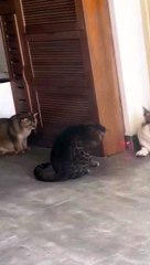 Animal Funny Videos: Funny Animal's | Thug Tohid #shorts