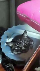 Animal Funny Videos: Funny Animal's | Thug Tohid #shorts