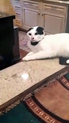 Animal Funny Videos: Funny Animal's | Thug Tohid #shorts