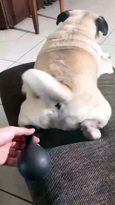 Animal Funny Videos: Funny Animal's | Thug Tohid #shorts