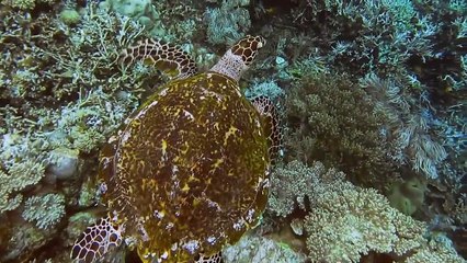 সমুদ্র কচ্ছপের জীবন চক্র Life cycle of sea turtle