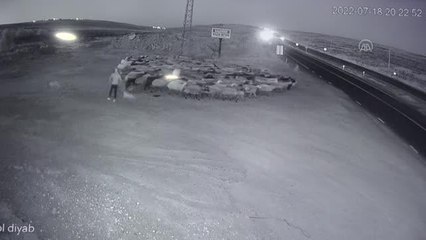 ŞANLIURFA - Koyun sürüsüne çarpan otomobilin sürücüsü yaralandı