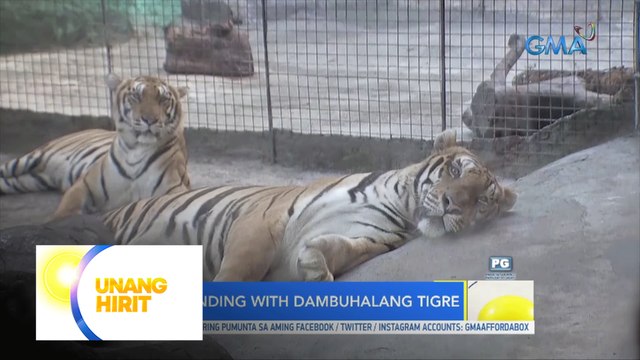 UH Funliners: Bonding kasama ang higanteng tigre sa Malabon! | Unang Hirit