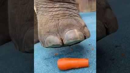 Este elefante prefiere las zanahorias en trozos antes de comerlas
