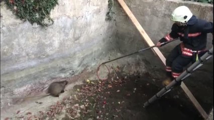 Su kuyusuna düşen porsuk itfaiye ekiplerince kurtarıldı