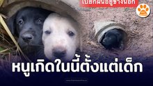 หนูเป็นหมาจร หนูเกิดในนี้ตั้งแต่เด็ก
