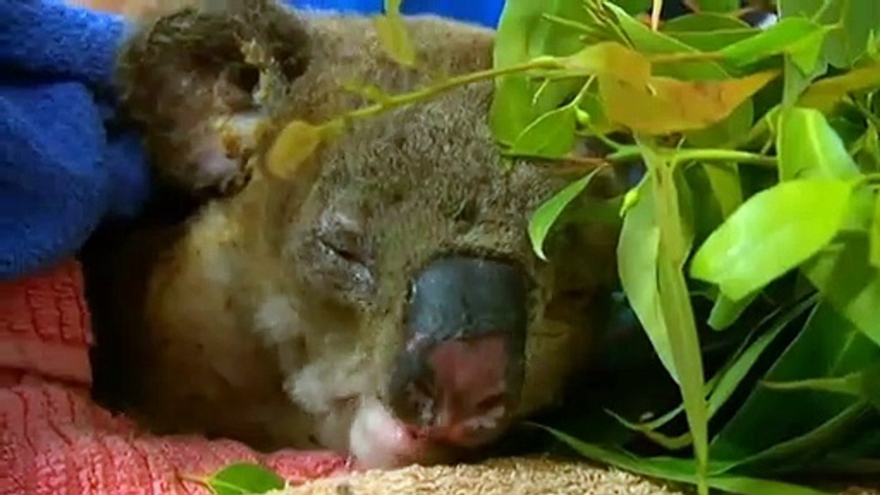 Land clearing causing decline in native animal population