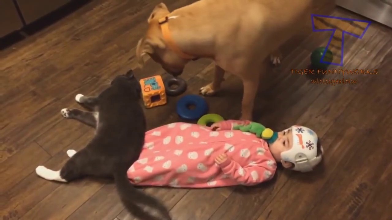 World-s FUNNIEST ANIMAL VIDEOS- - I BET you will LAUGH YOUR HEAD OFF