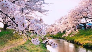 Sakura Flowers Natural Beauty