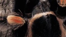 black and orange tarantula walking. The Mexican fireleg resembles its better-known relative, the Mexican redknee tarantula (Brachypelma hamorii), in its dramatic orange and black coloration, though the adults