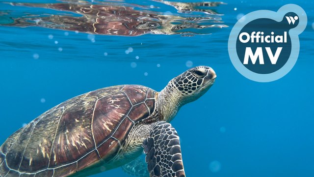 吳金黛 - 洋流裡的飛翔 (feat. Cicada)《萬籟的絮語》/ Wu Judy Chin-tai - Flying in the Current (Shot on iPhone) (4K)