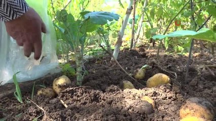 Tuzlalı 65 yaş üstü büyüklerin elleriyle ektiği mahsuller hasat verdi