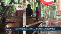 Ternak Terjangkit PMK Di Bali Mencapai 526 Kasus