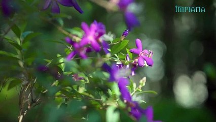 Pilih Tanaman Tropika Untuk English Secret Garden _ Ilham Impiana EP3