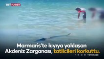 Köpekbalığı zannedilen Akdeniz zarganasını kuyruğundan yakaladı