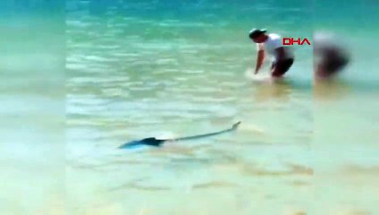 Marmaris'te bir köpekbalığı paniği daha! Bu sefer tokat attılar!