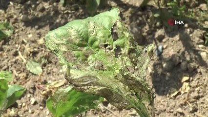 Eskişehir'de 'Çayır Tırtılı' ile mücadele başlatıldı