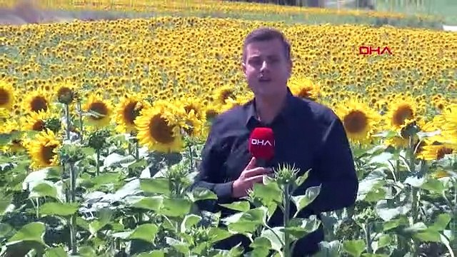 İSTANBUL'DA AYÇİÇEĞİ TARLALARINA 'ÇAYIR TIRTILI' ZARARI