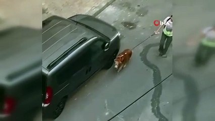 Köpeğine vurup, tasmasını çekiştiren kişiye vatandaşlar tepki gösterdi
