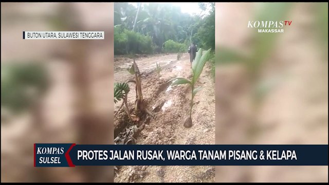 Protes Jalan Rusak, Warga Tanam Pisang Dan Kelapa