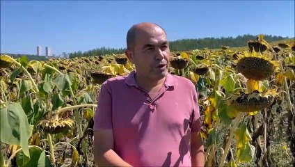 CHP'li Barut: Ayçiçeği ön alım fiyatlarını 15 lira olarak açıklayın, bağımlılığımız ortadan kalksın