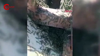 İstanbul'da ayçiçeği tarlalarını tırtıllar bastı