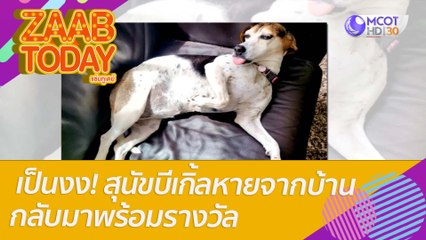 เป็นงง! สุนัขบีเกิ้ลหายจากบ้านกลับมาพร้อมรางวัล : แซ่บทูเดย์ (18 ก.ค. 65) OnAir