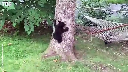 Elle entend du bruit dans son jardin !