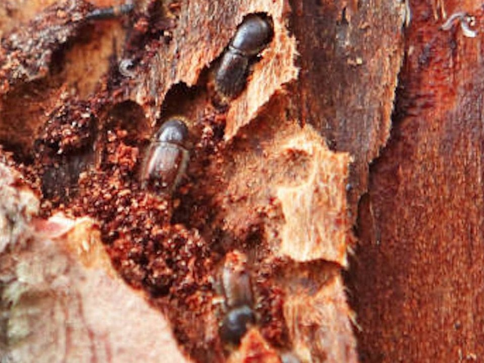 Neuer Höchstwert: So viele Bäume sind von Schädlingen befallen