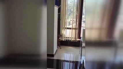 Sürücü kursuna giren vaşak yavrusu cep telefonuyla görüntülendi