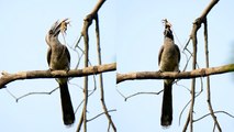 'Rare footage of Indian Grey Hornbill munching on reptile'